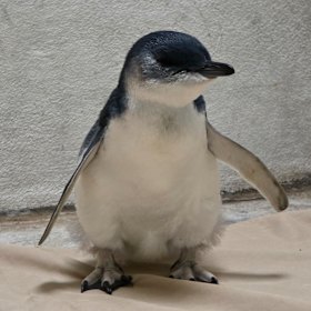 A juvenile little penguin currently in care.