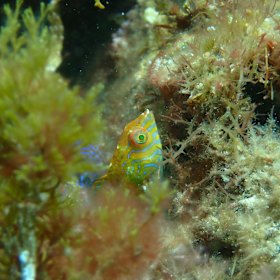 The vividly coloured fish, known as Braun’s wrasse, is found nowhere else in the world.