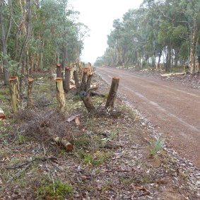 The contractor cleared approximately 300 mature eucalyptus trees.
