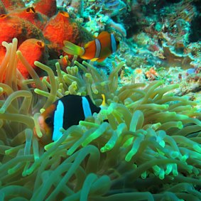 Underwater wonderland.
