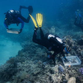 Work is underway to plant 100,000 healthy corals on reefs in the Cairns and Port Douglas region.