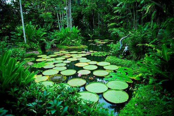 Lily pads in Singapore Botanic Gardens.