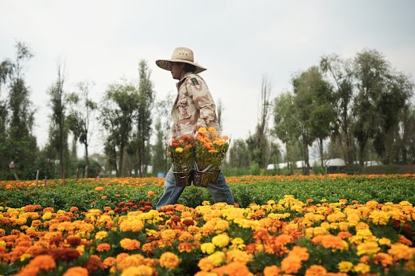 Farmer Jesus Cuaxospa works on his farm where he grows cempasúchil flowers in San Luis Tlaxialtemalco on the outskirts of Mexico City.