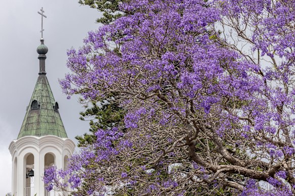 Jacarandas outside Saints Peter and Paul Cathedral in Strathfield – a suburb known for the blooms. 