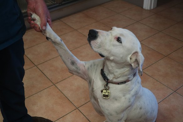 Tinker foi adotado pela família O'Grady depois de ser resgatado de um abrigo municipal rural.