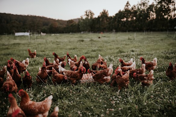 The Food Farm sells grass-fed beef and pasture-raised organic chicken and eggs.