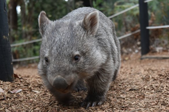 Police are searching for multiple offenders after 10 wombats were discovered killed in Venus Bay.