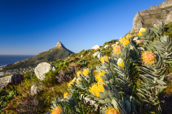 Flowers on a trail, Table Mountain.