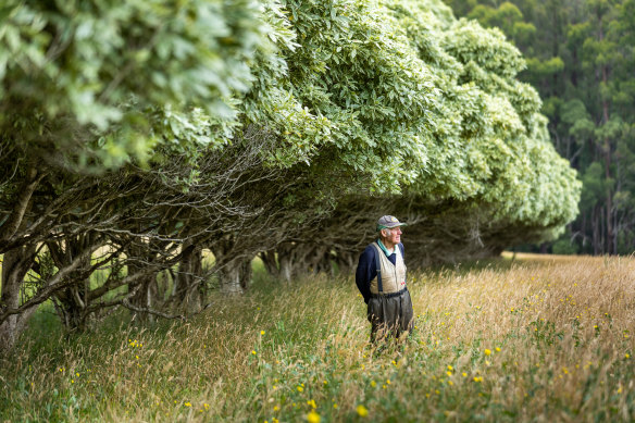 Rob Endersby stands under a hedge planted as a wind break to protect his tulips. The hedge has been eaten by deer and is now useless as a wind break.