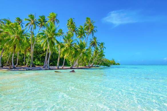 Palm-tree perfection … Taha’a, French Polynesia. 