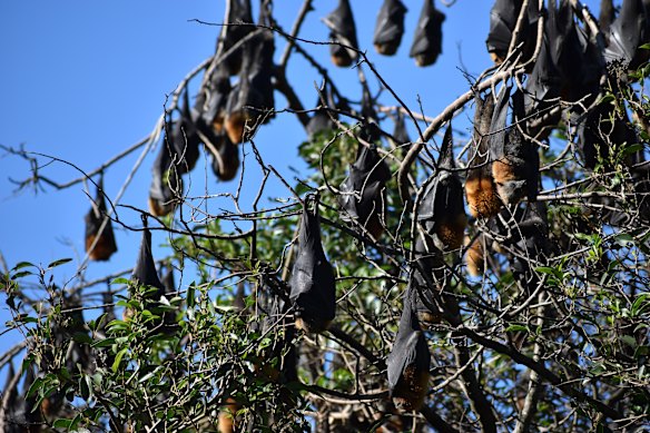 Community frustrations are growing as the bat colony has boomed to about 50,000 in number.