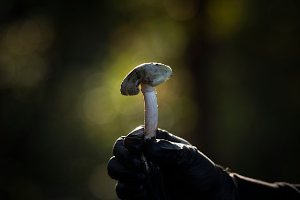 A muscle found at Loch reserve.