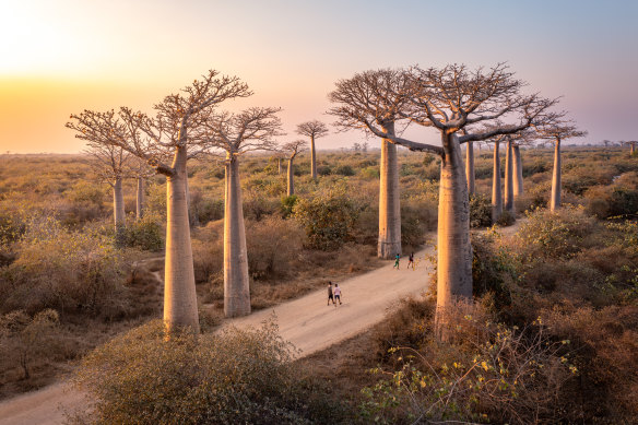 Madagascar is the home of the baobab.