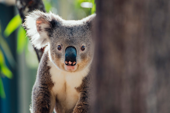 Koalas were declared endangered in Queensland in February 2022.