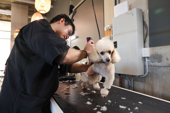 Owners are welcome at dog grooming stations.