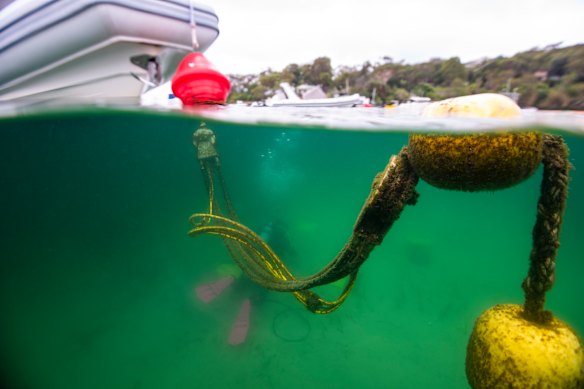 One of the new moorings at Balmoral.