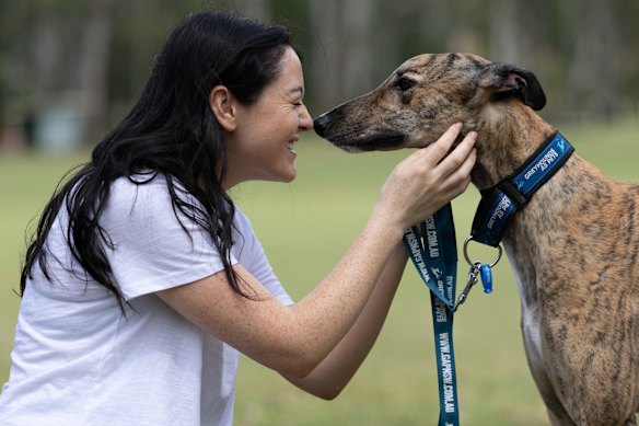 Os galgos nascem a uma taxa que excede a capacidade de serem realojados em tempo hábil após deixarem a indústria automobilística.  