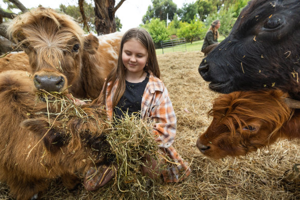 Charlotte Stone with her miniature cows.