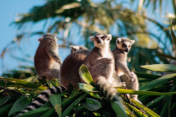 Ring-tailed lemurs, Madagascar.