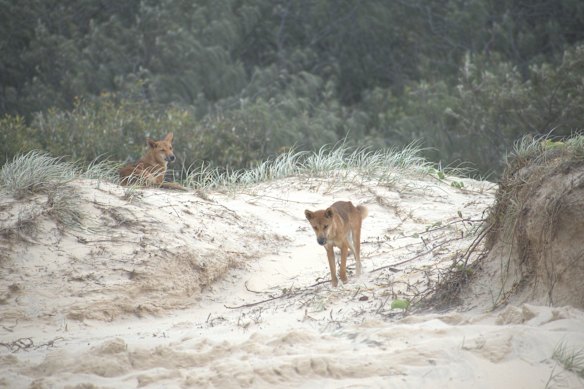 Dingoes são animais selvagens, comparáveis ​​a lobos ou coiotes.