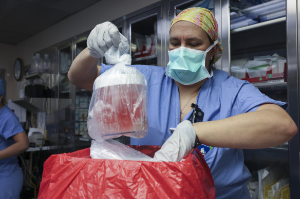 A nurse removes the genetically modified pig kidney from its box to prepare for transplantation at Massachusetts General Hospital.