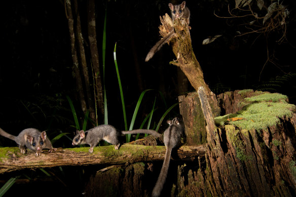 Critically endangered Leadbeater’s possums in Victoria.