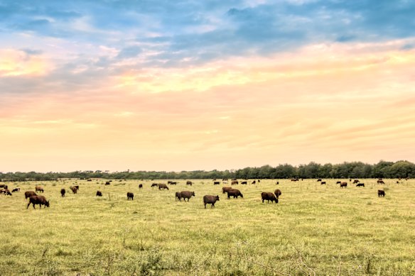 Big sky: A cattle ranch in Argentina.