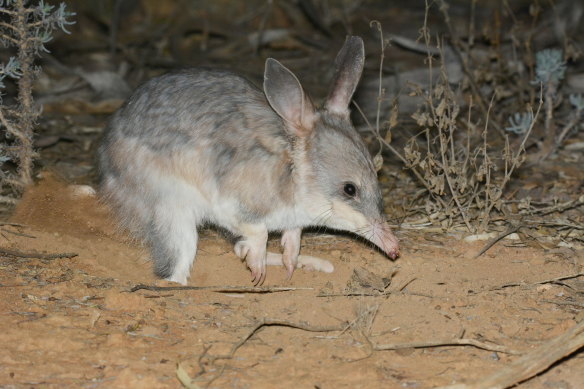 Higher numbers of the greater bilbies are popping up in the Mallee Cliffs National Park, just months after their re-introduction back into the wild in NSW.