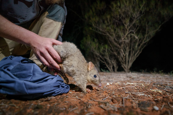 A brush-tailed bettong is released into the Mallee Cliffs National Park, a feral-free zone.