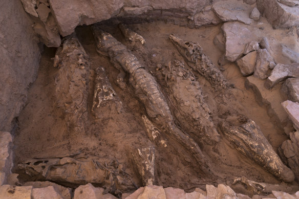 Yaklaşık 2.500 yaşında olduğu tahmin edilen timsah mumyaları, Nil'in batı kıyısındaki Mısır'daki Kubbat el-Hawā'daki bir mezarda bulundu.  Hayvanlar, muhtemelen eski Mısır'da tapılan bir doğurganlık tanrısı olan Sobek'i onurlandırmak amacıyla yapılan bir ritüelde korundu. 