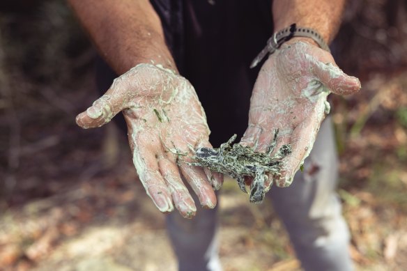 Cassar using a piece of Sydney golden wattle to clean his hands.