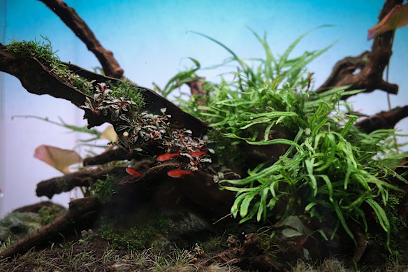 One of Chuang’s aquascapes from his personal gallery. 