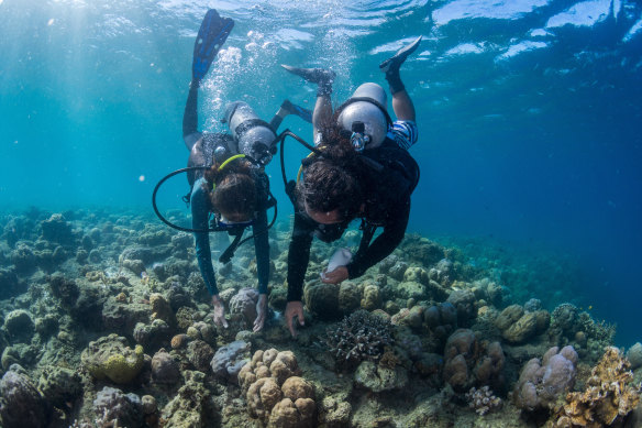 The Biosphere Foundation runs programs to restore forests, regenerate watersheds, and steward coral reefs.
