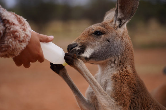 Bottle-feeding a joey.