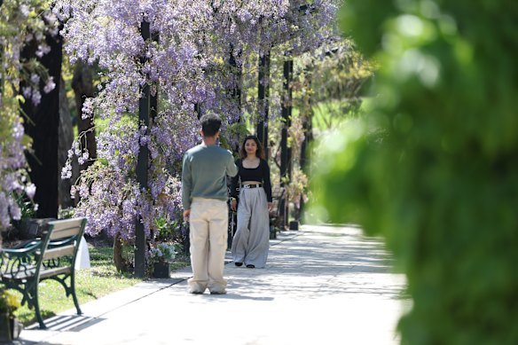 Social media users have been using the Eltham Cemetery wisteria as a backdrop to their online content.