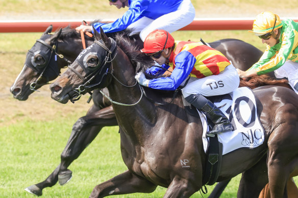 Tyler Schiller fires Rondino to victory on Hunter day  at Newcastle last month.