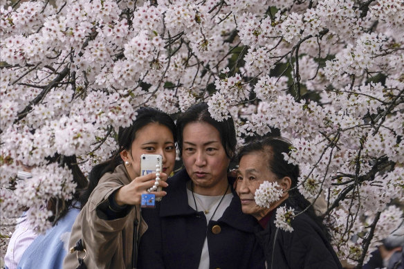 Cherry blossoms are a key part of Japan’s tourism industry, which has been ravaged by the pandemic.