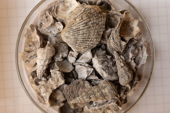 Oyster, whelk and cockle shells unearthed from the site of the Museum of Sydney.