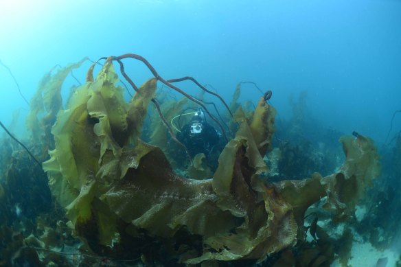 One of the study’s UWA authors Karen Filbee-Dexter swimming among Arctic kelp in an undiscovered area of the Eastern Canadian Arctic.