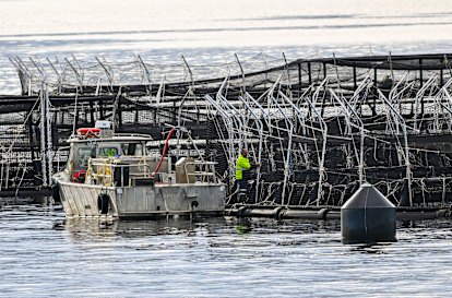 Salmon farming in the waters of Macquarie Harbour in the south west of Tasmania.
