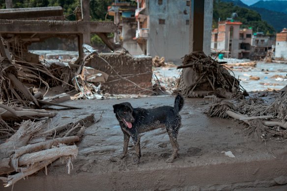 A muddied dog is seen inside a destroyed building.