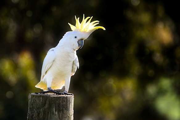 We can’t vaccinate our native bird populations.