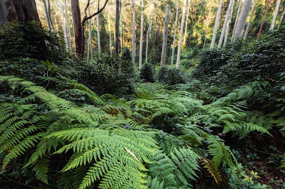 Dog Pound Creek Reserve is an area of significant biodiversity value. 