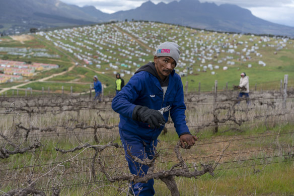 Labourers on the Louisenhof Wines vineyard near Stellenbosch in the Western Cape in 2018.