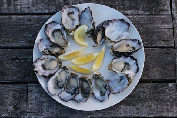 Freshly shucked oysters. 
