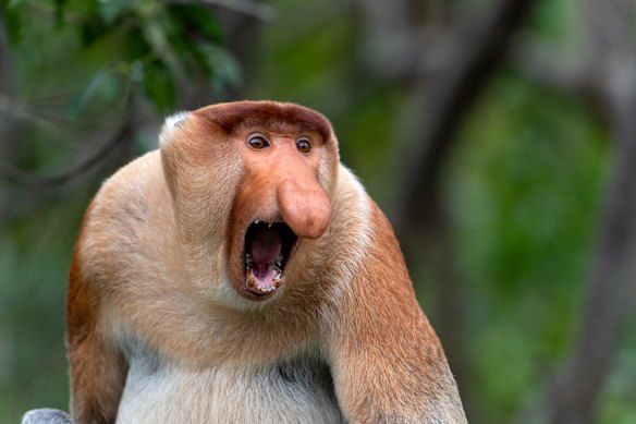 Proboscis monkeys – distinguished by their pot-bellies and long noses – are excellent swimmers.