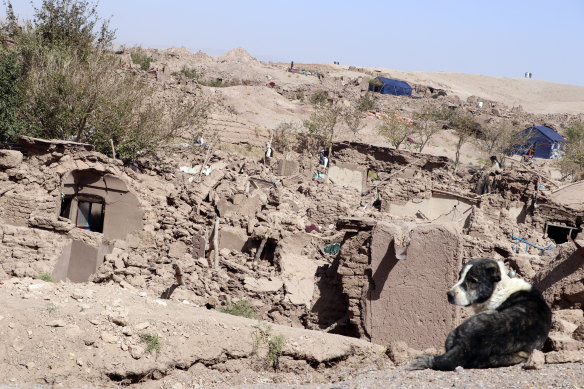 A dog sits near damaged houses after an earthquake in Zenda Jan district in Herat province, of western Afghanistan.