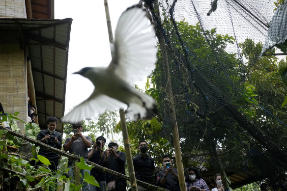 People take photos as a Bali mynah is released into the wild.