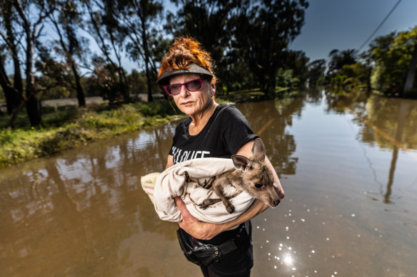 Wildlife carer Maggie Davis with a baby kangaroo.