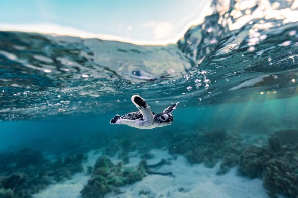 Heron Island is the best place to see turtles nesting.